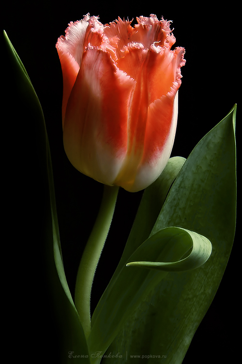 Tulips # 3