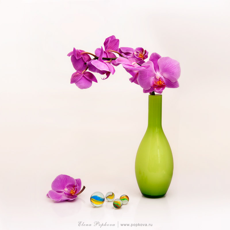 Still life with orchid branch