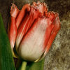 Tulips # 4